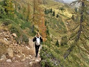 63 Scendendo dal sent. 217 tra pini mughi e larici